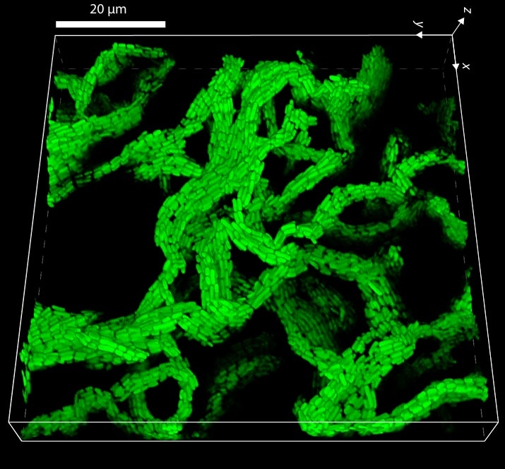 How bacteria behave in the body episode artwork