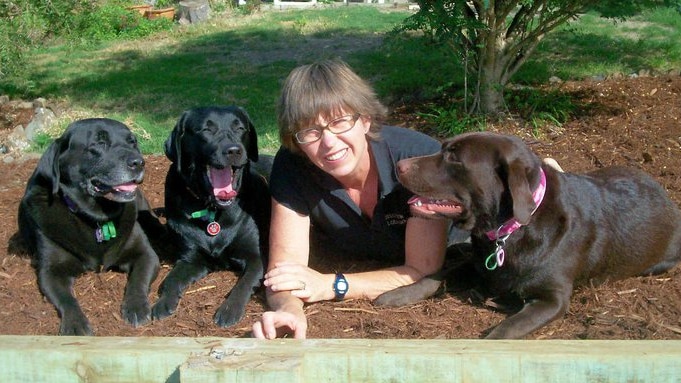 A woman lies on the ground with three labs.