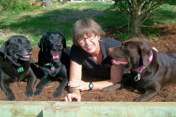A woman lies on the ground with three labs.