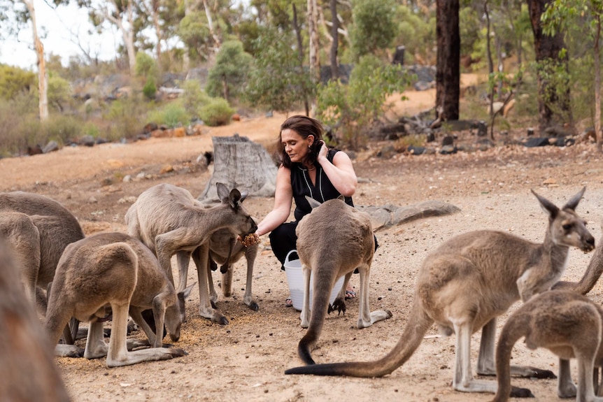 A woman crouches down to feed a group of kangaroos in a bush setting