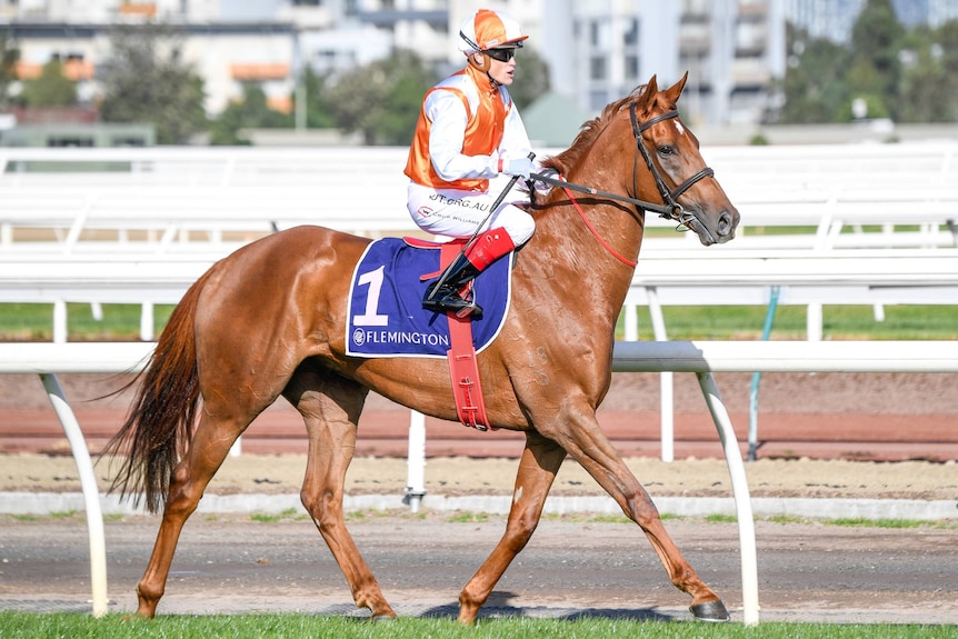 A jockey wearing orange and white coloured silks sits atop a horse.