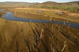 Dead trees stand alongside the Murray-Darling