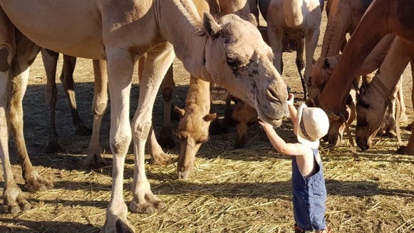 A young boy reaches up to touch a camel's face as other camels stand in the background.