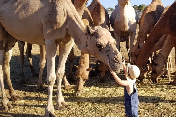 A young boy reaches up to touch a camel's face as other camels stand in the background.