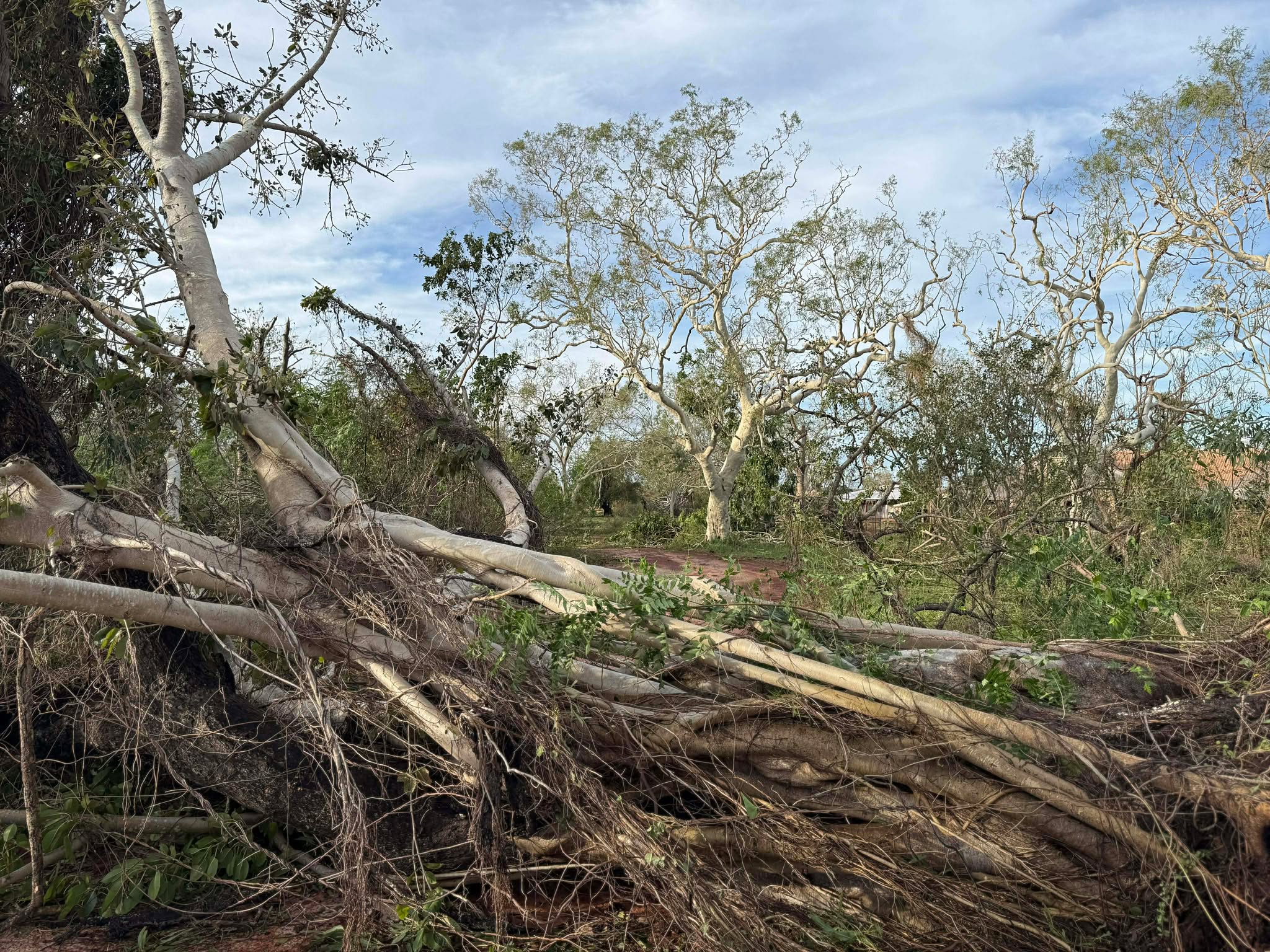 Várias árvores que caíram por cima de uma cerca.