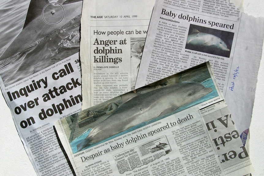 A collection of newspaper clippings about dolphins being attacked and killed