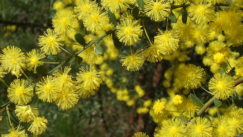 Yellow flowering Acacia Acinacea.