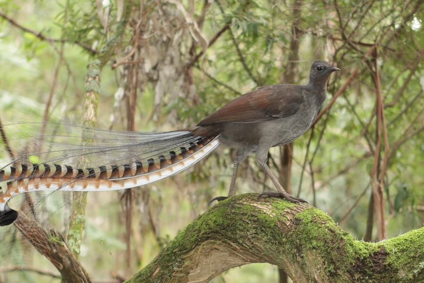 A lyrebird in a rainforest.