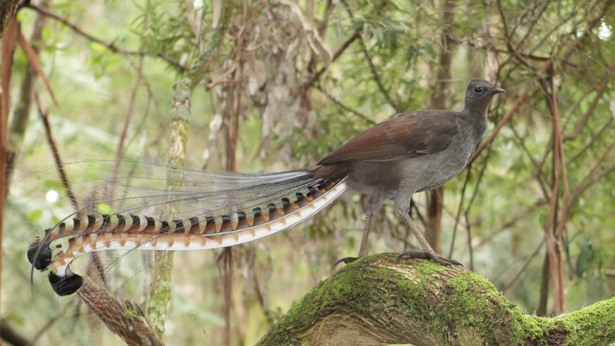 A lyrebird in a rainforest.