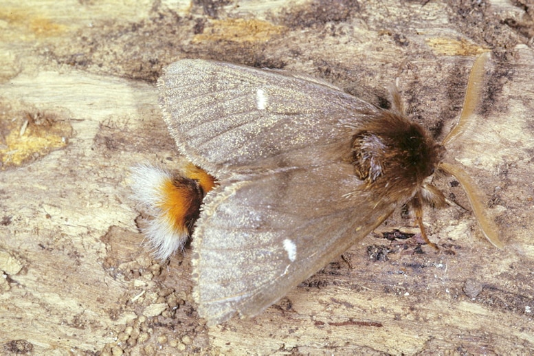 Moth with two white spots on wings