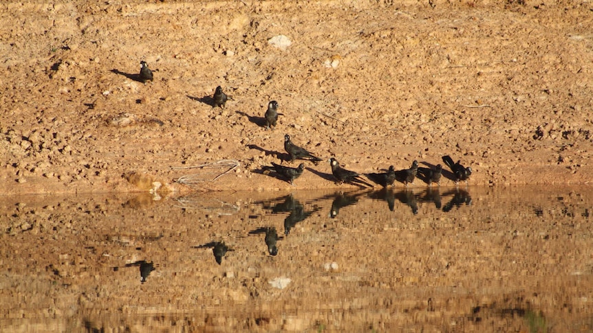 Researchers have been observing the cockatoos at the disused mine sites for three years.