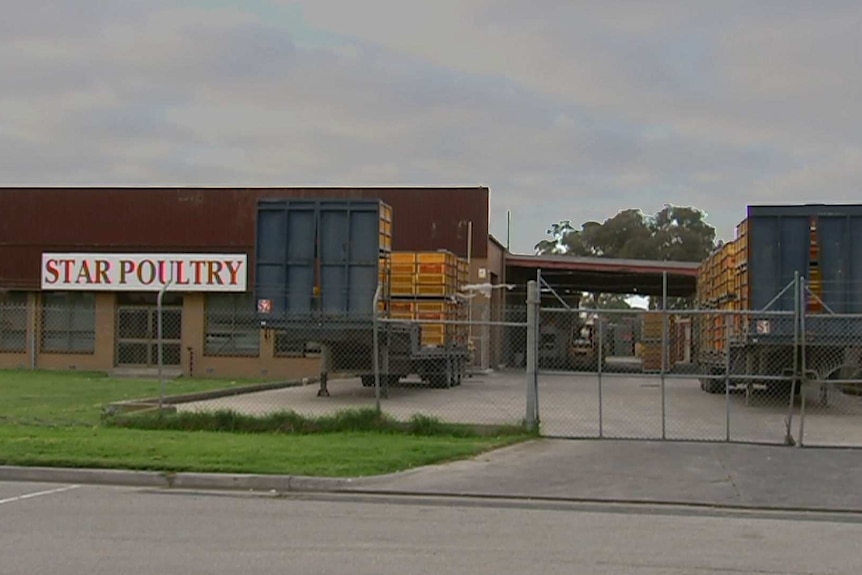 Exterior of Star Poultry abattoirs in Keysborough with signage and semi trailers in the front yard.