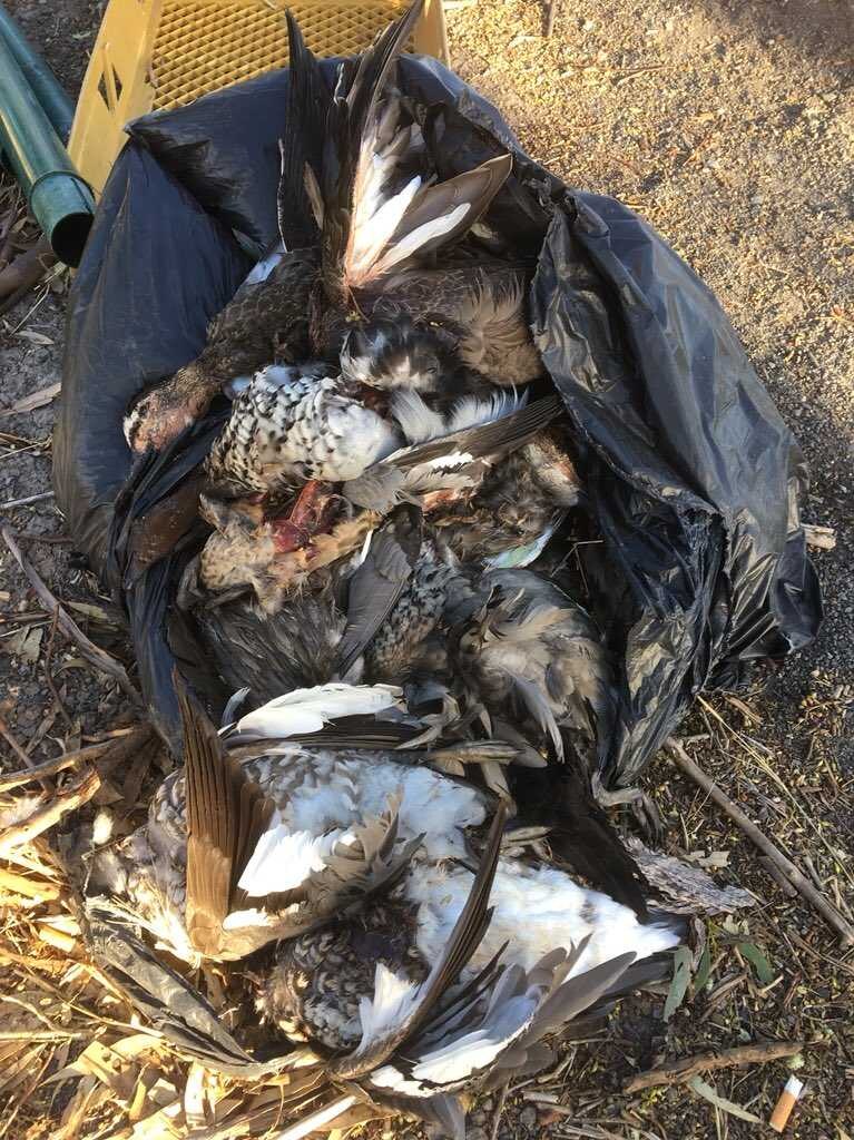 Dead birds dumped at a roadside stop near Horsham