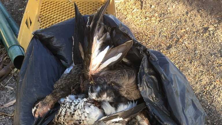 Dead birds dumped at a roadside stop near Horsham