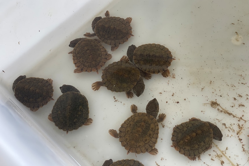 Eight small mary river turtles 