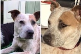 Close-up images of a medium sized dog with tan and white hair