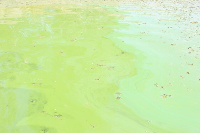 Bright green scummy water.