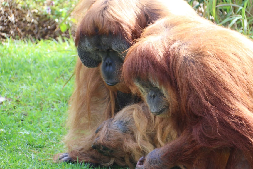 Sumatran orangutan Kluet at Adelaide Zoo.