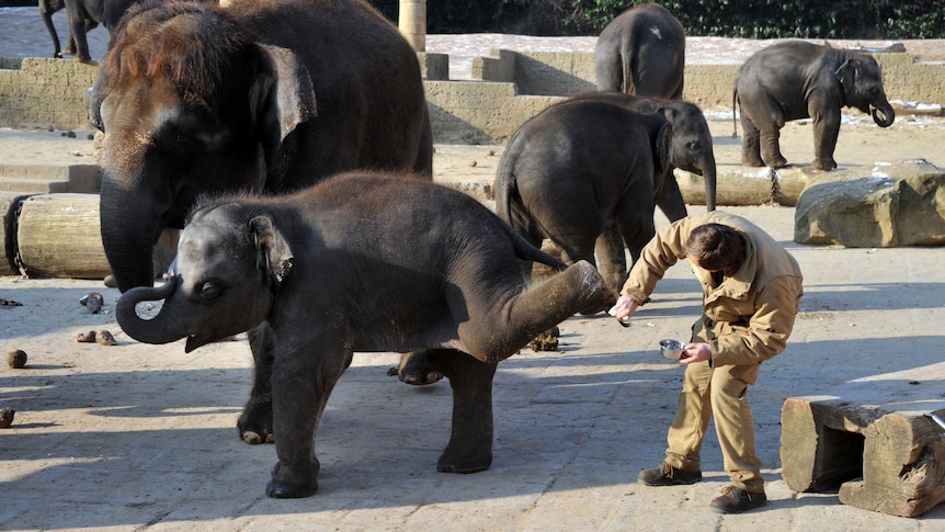A zookeeper treats a baby elephant at the zoo in Hanover, central Germany.