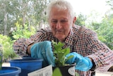 Gardener Keith plants a seedling into the pot.