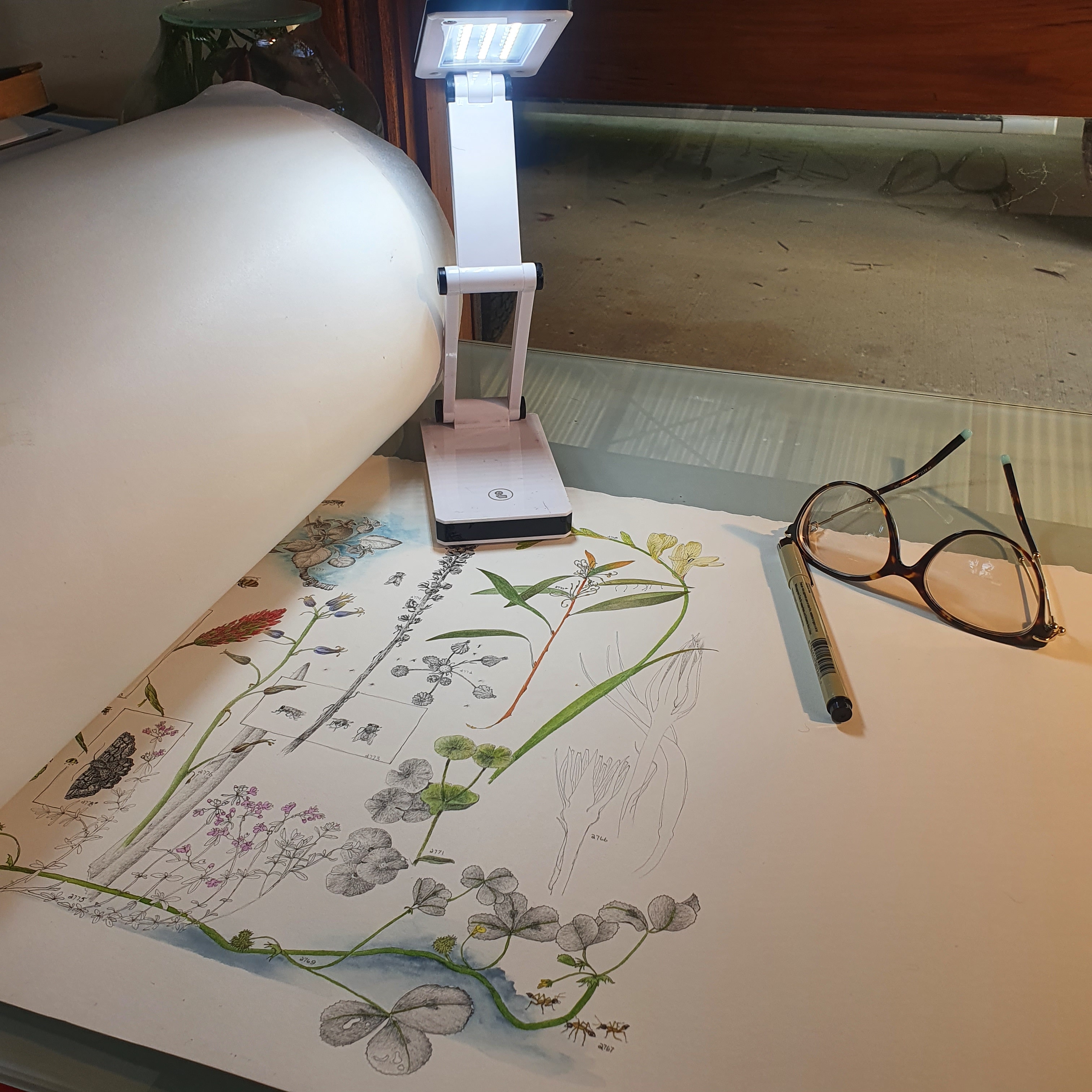 A piece of scroll paper with drawings of flora on it and a pen, pair of glasses and light sitting on top.