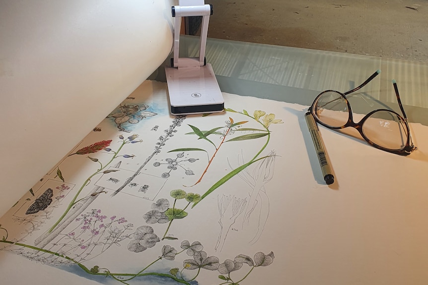 A piece of scroll paper with drawings of flora on it and a pen, pair of glasses and light sitting on top.