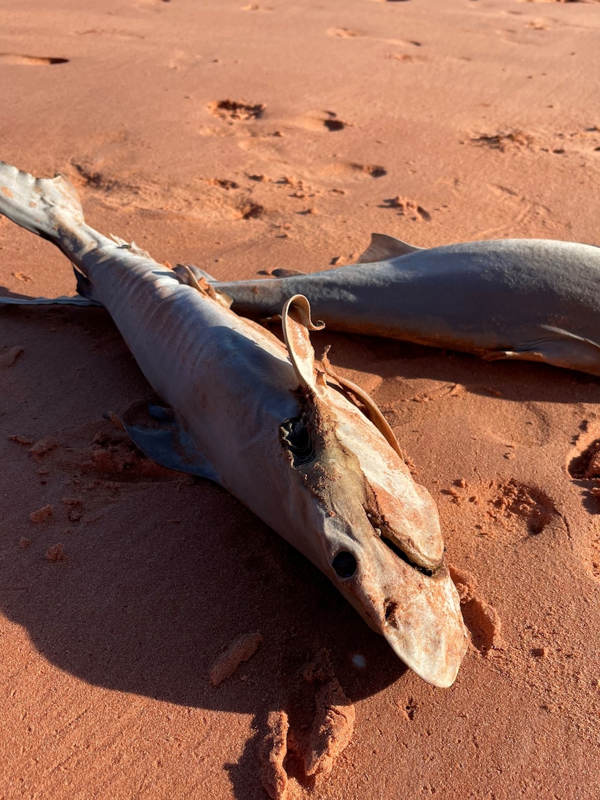 Dead sharks on a beach.