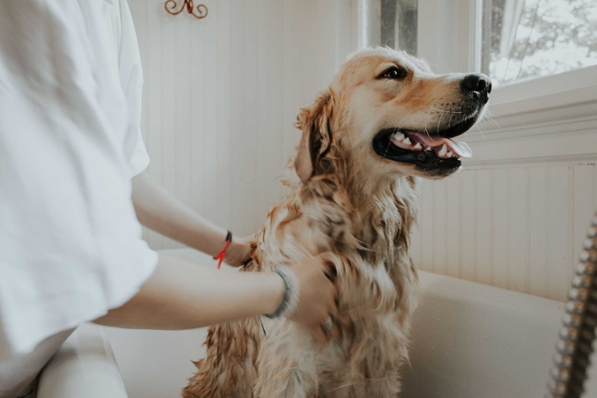 A teenage girl in a white shirt washes a golden retriever in a bathtub.