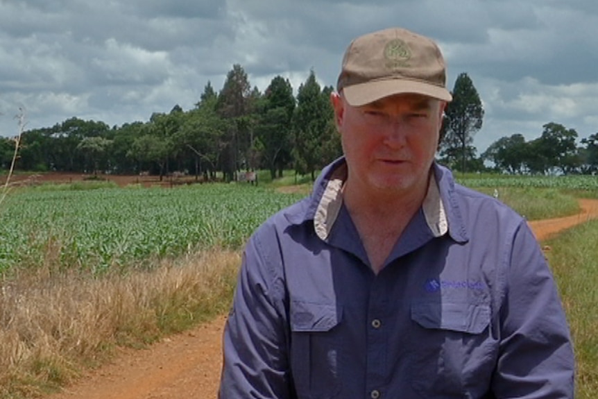 Farmer David van Breda stands around maize crop
