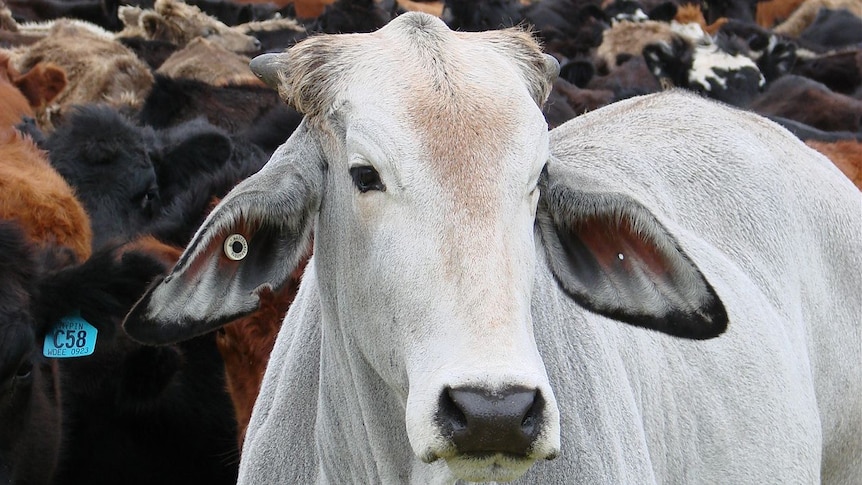 Close up photograph of beef cattle.