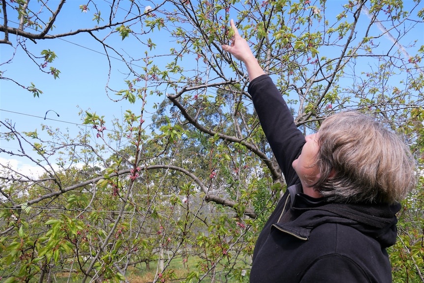 A woman points at an apricot flower
