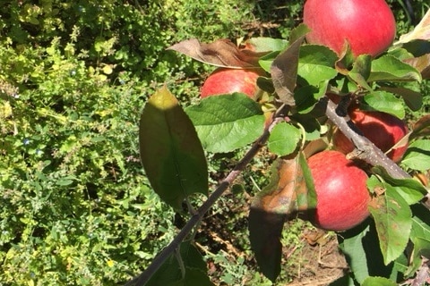 Apple tree