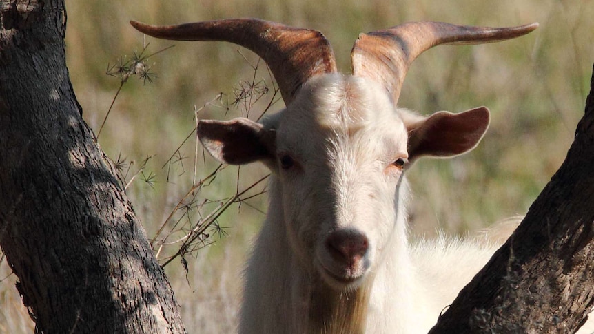 Feral goats a pest