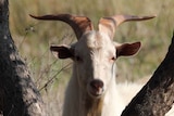 Feral goats a pest