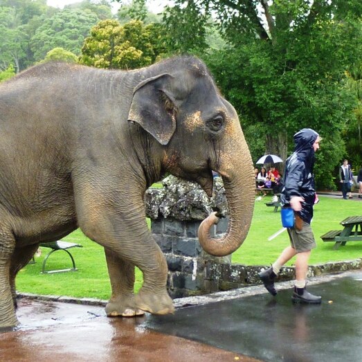 Burma the Asian elephant takes a walk at Auckland Zoo.