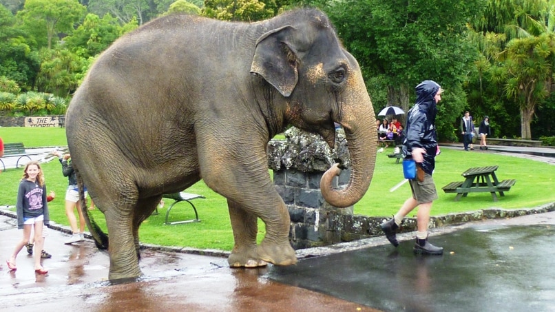 Burma the Asian elephant takes a walk at Auckland Zoo.