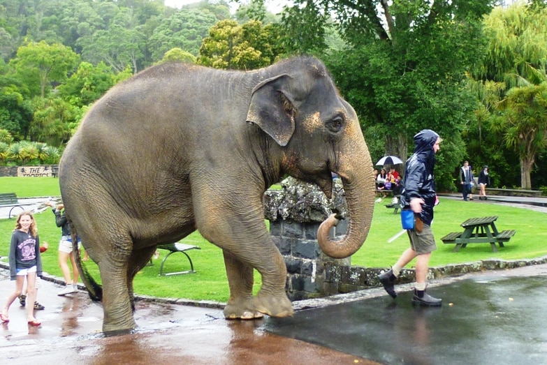 Burma the Asian elephant takes a walk at Auckland Zoo.