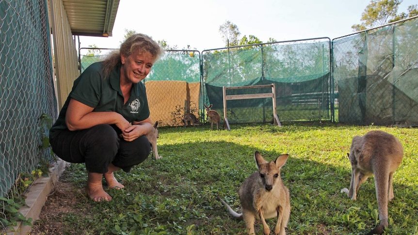 Woman sits in a pen of wallabies and kangaroos