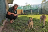 Woman sits in a pen of wallabies and kangaroos