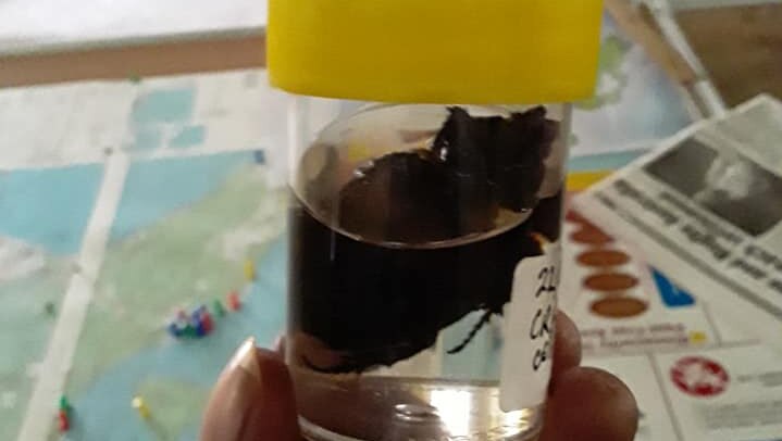 A beetle being held up in a test jar filled with water.