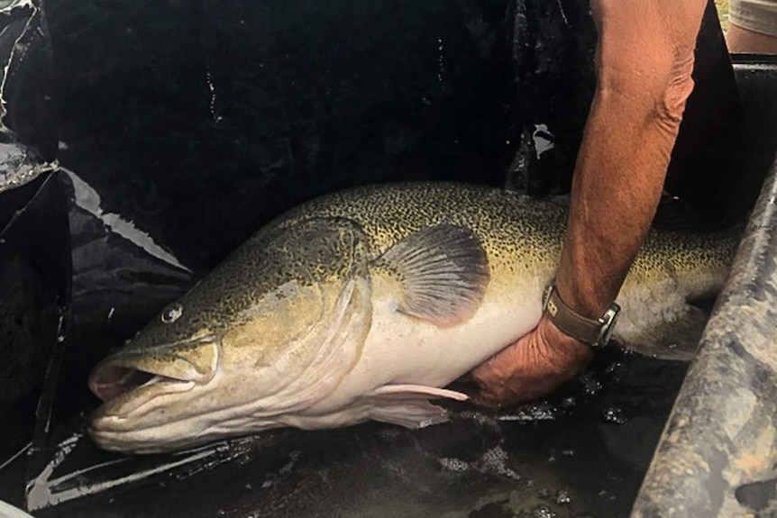 Hand holding a Murray cod