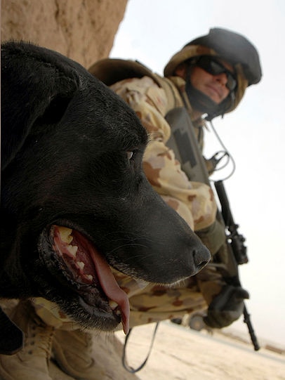 Sarbi with her handler David Simpson in Afghanistan