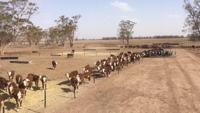 Cows line up to feed in a bare, dusty, brown paddock without a single blade of grass