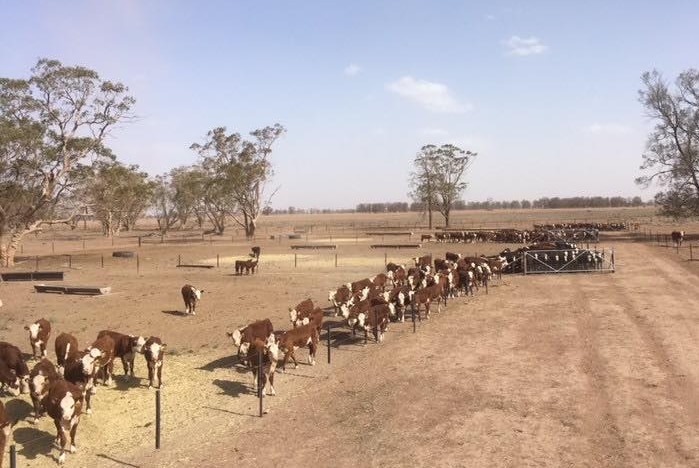 Cows line up to feed in a bare, dusty, brown paddock without a single blade of grass