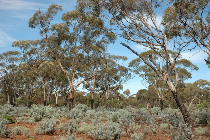 Eucalyptus clelandiorum (Blackbutt) woodland with saltbush and bluebush understorey nr Widgiemooltha