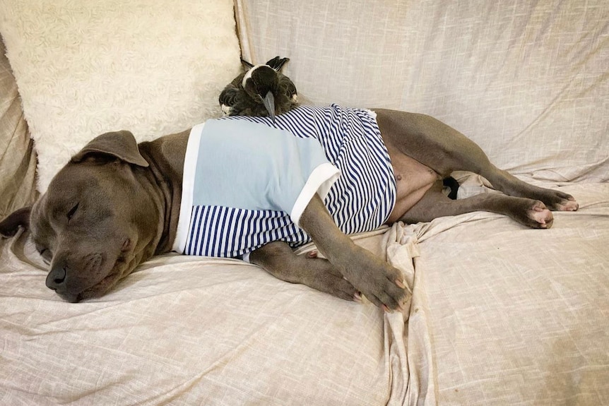 A dog sleeping with a magpie on its back.