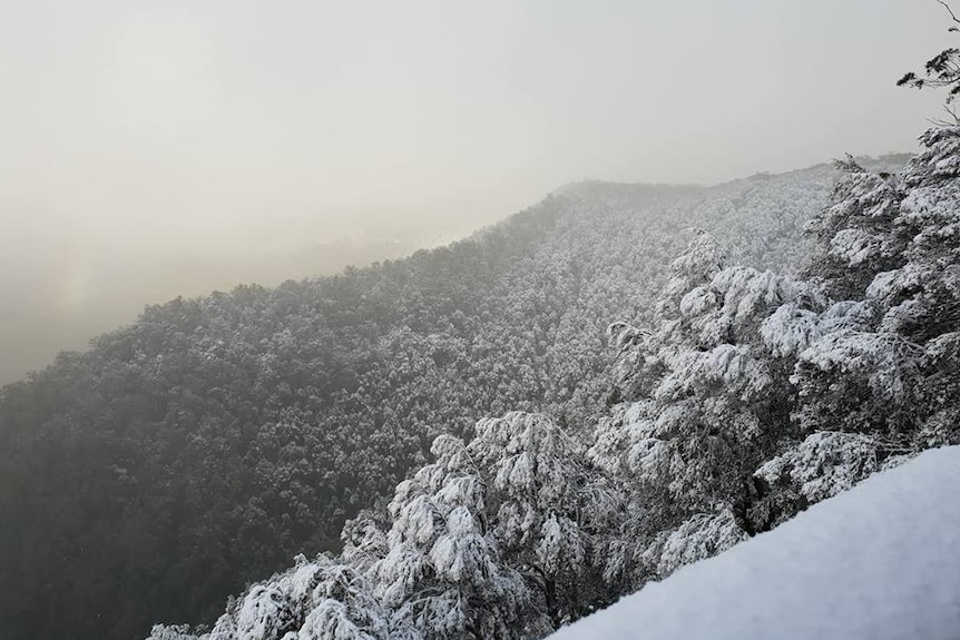 A view over the top of the mountain and treetops dusted in snow.