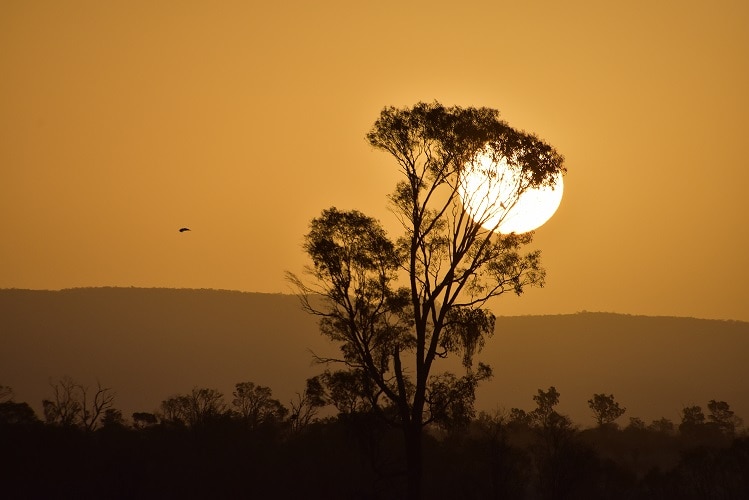 A sun sets behind a tree in Central Queensland.