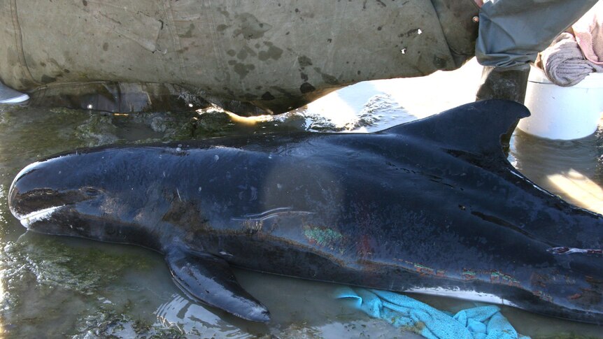 Stranded pygmy killer whale