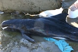 Stranded pygmy killer whale